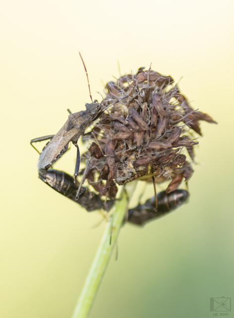 Alydus calcaratus - szőrös tövispoloska