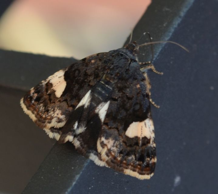 Tyta luctuosa - fekete nappalibagoly