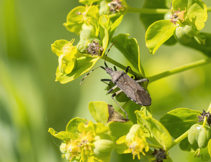 Dicranocephalus albipes - kutyatej-karimáspoloska