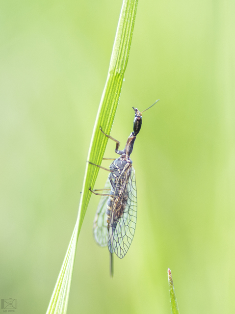 Raphidioptera - Tevenyakú-fátyolkák