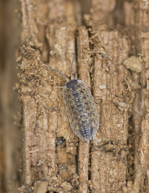 Porcellio spinicornis Porcellio spinicornis