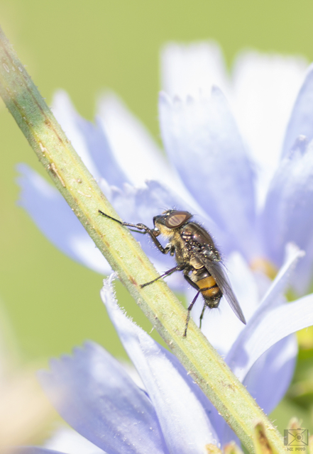 Stomorhina lunata - sáskaparazita légy