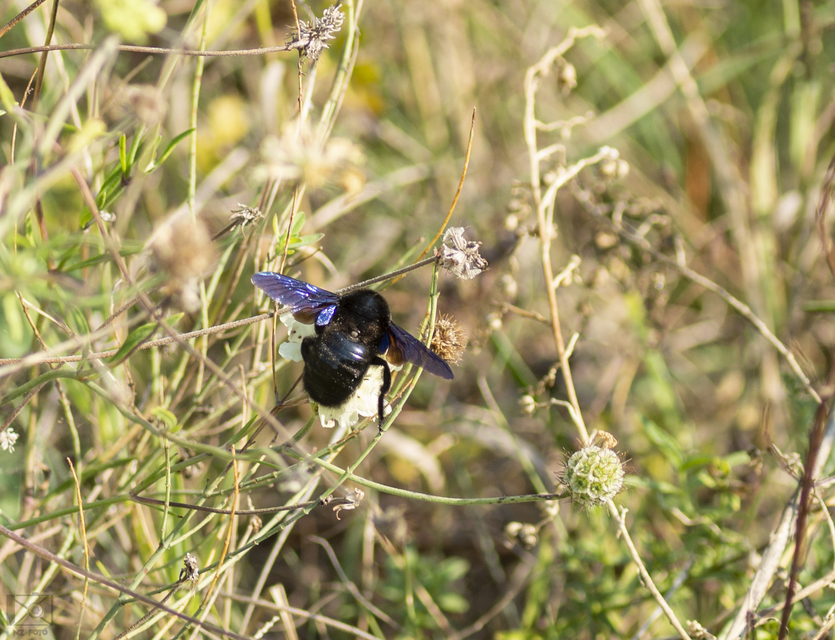 Xylocopa