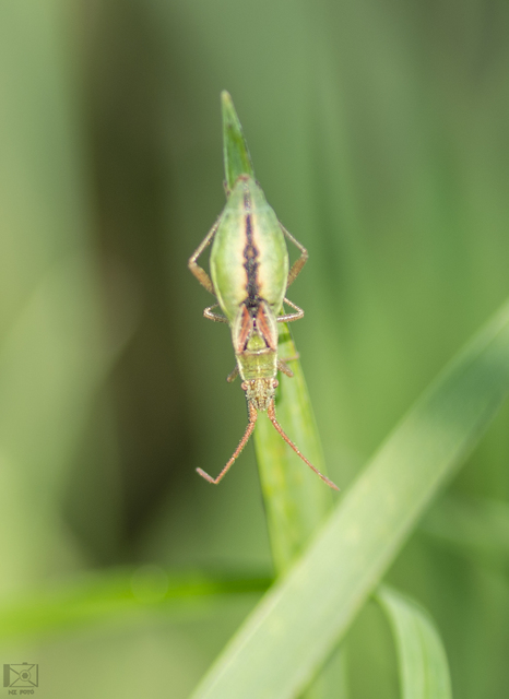 Myrmus miriformis - kurtaszárnyú karimáspoloska