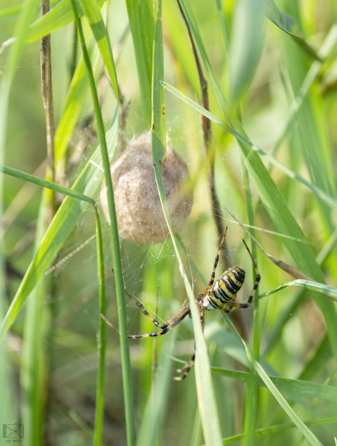 Argiope bruennichi - darázspók