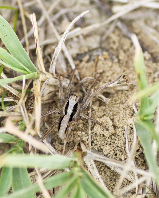 Alopecosa striatipes