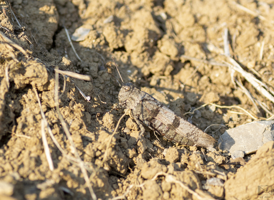 Oedipoda caerulescens - kékszárnyú sáska