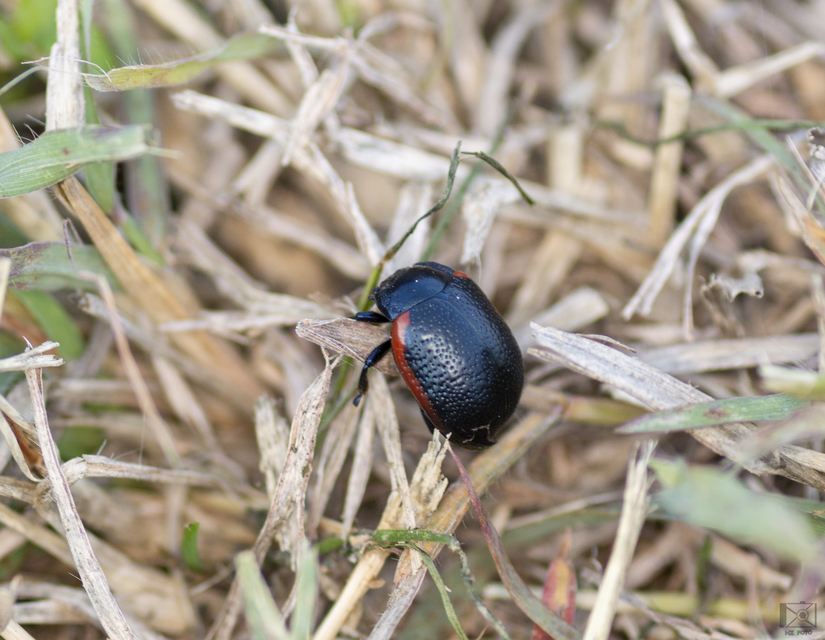 Chrysolina kuesteri - ráncos szegélyeslevelész