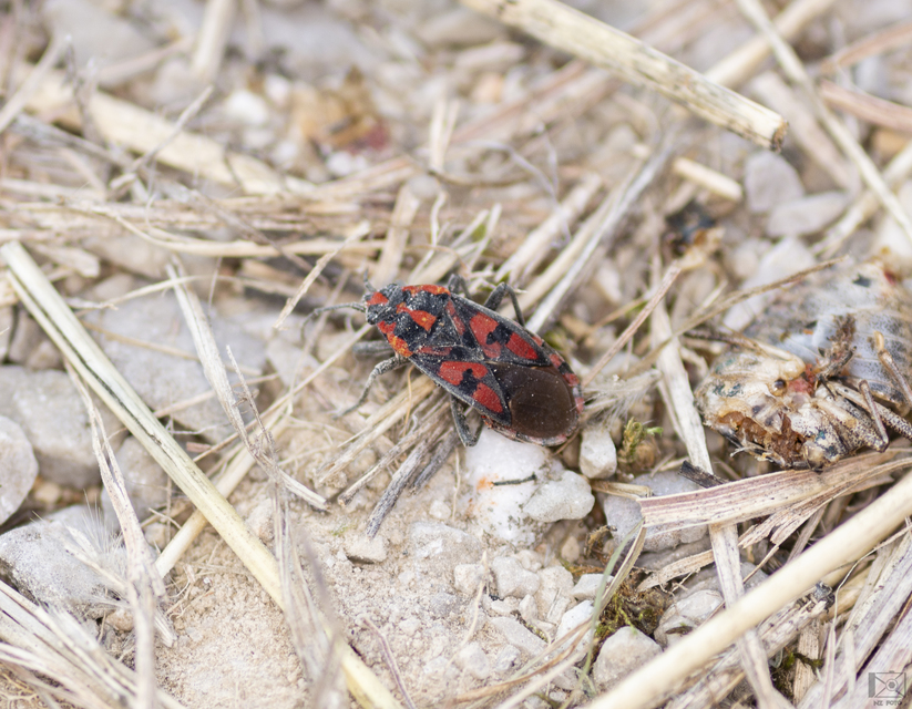 Spilostethus saxatilis - virágbodobács