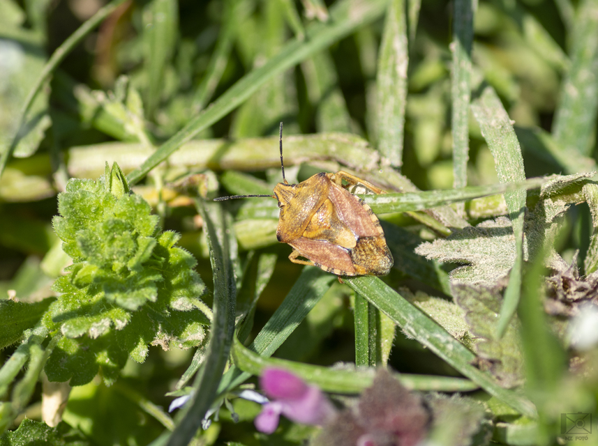 Carpocoris