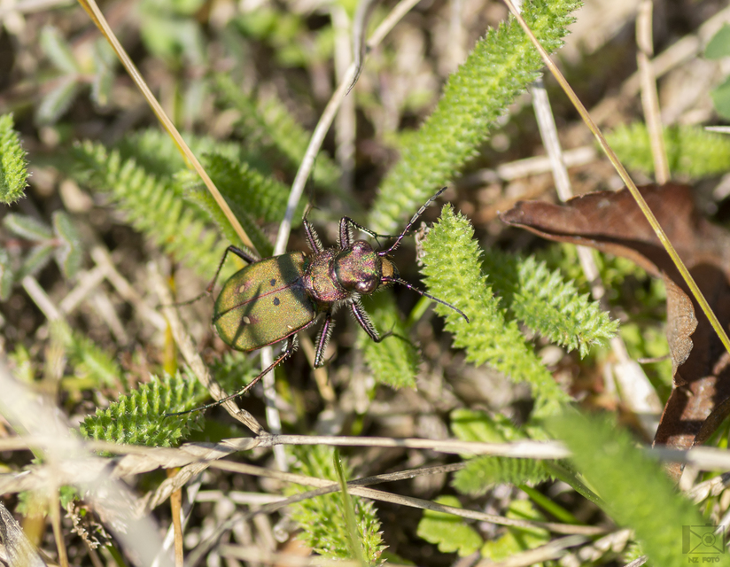 Cicindela campestris - mezei homokfutrinka