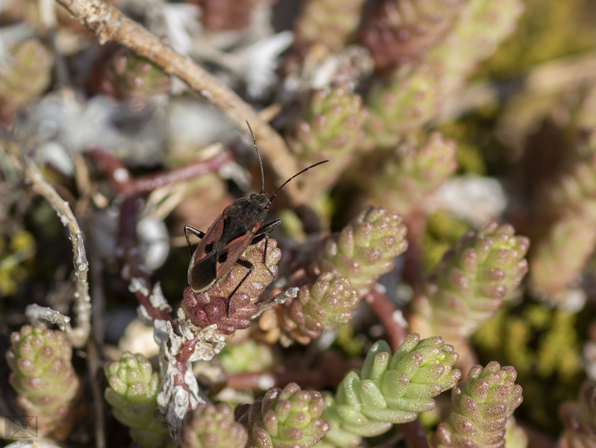 Rhyparochromus phoeniceus - gyepi díszesbodobács