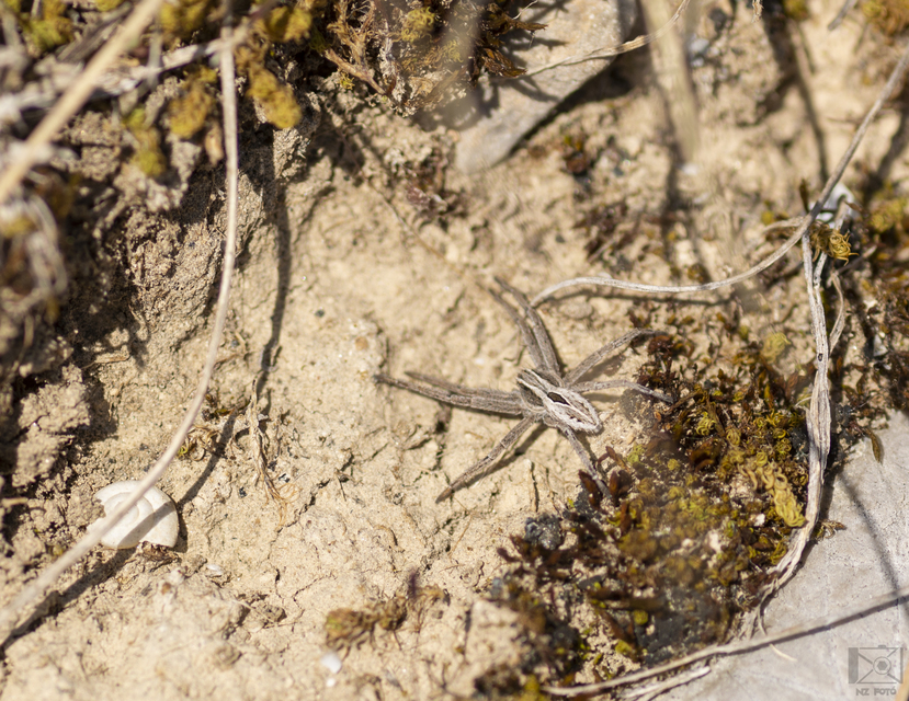 Thanatus formicinus - bársonysávos karolópók