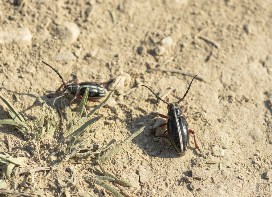 Dorcadion pedestre - kétsávos gyalogcincér