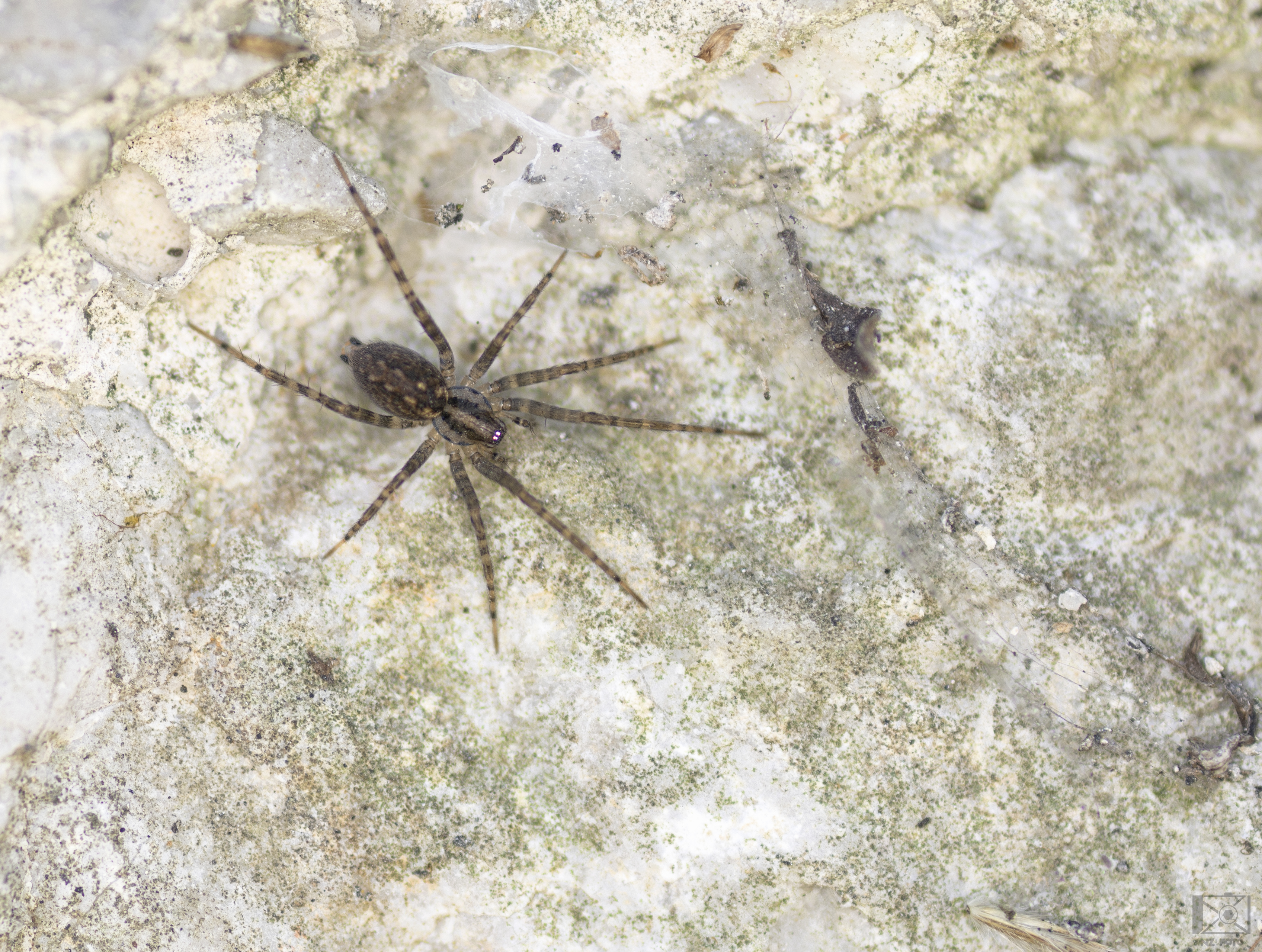 Tegenaria silvestris - erdei zugpók