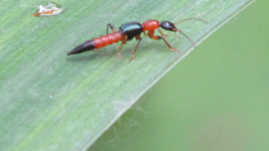 Paederus