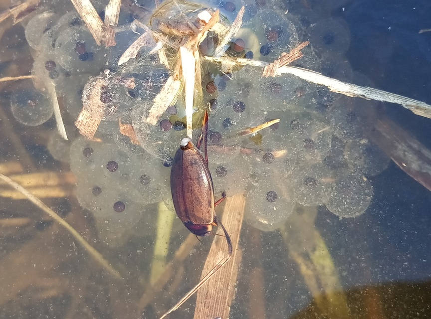 Colymbetes fuscus - gyakori recéscsíkbogár