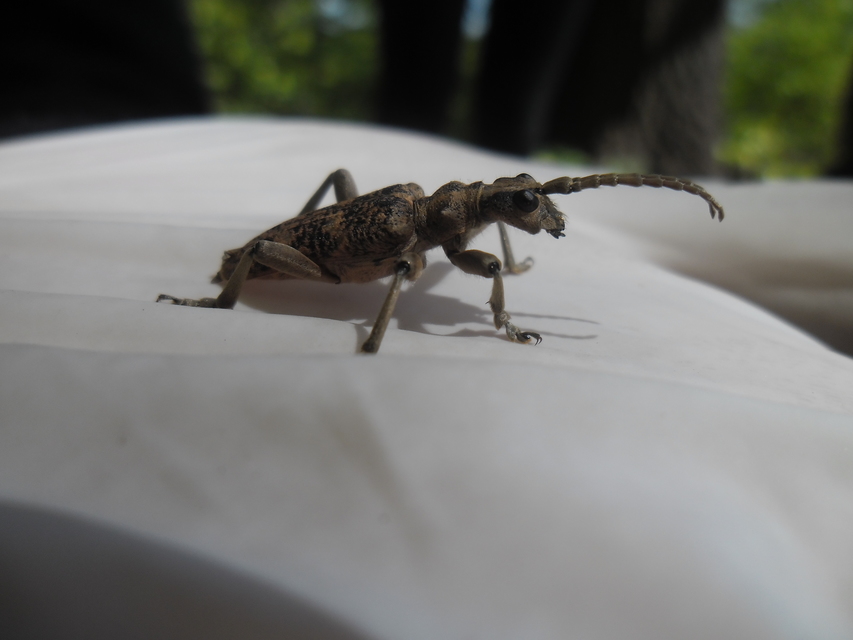 Rhagium sycophanta - tölgyes-tövisescincér