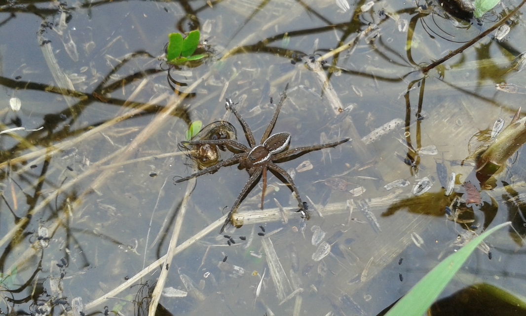 Dolomedes plantarius/fimbriatus