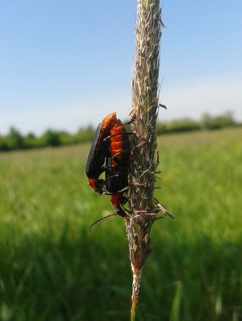 Cantharis fusca - közönséges lágybogár