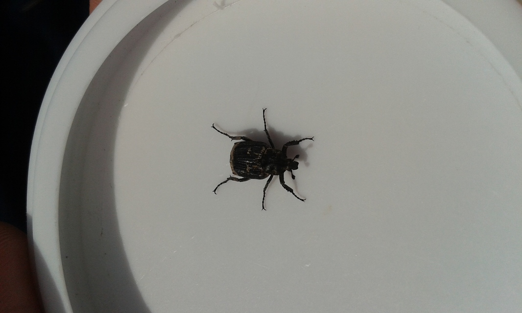 Valgus hemipterus - suta virágbogár