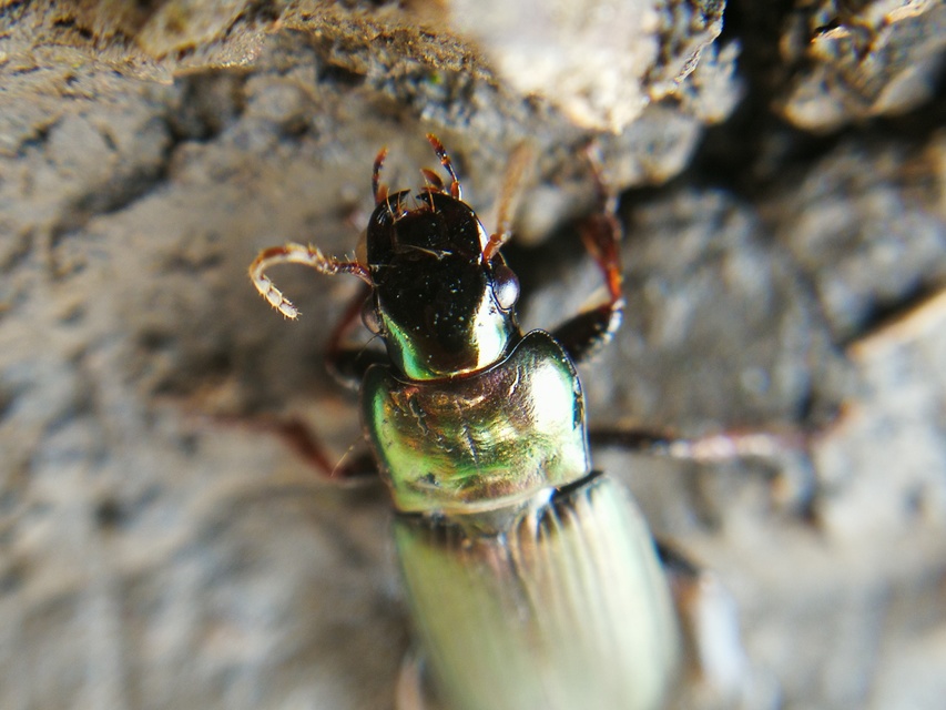Harpalus distinguendus - mezei lomhafutó