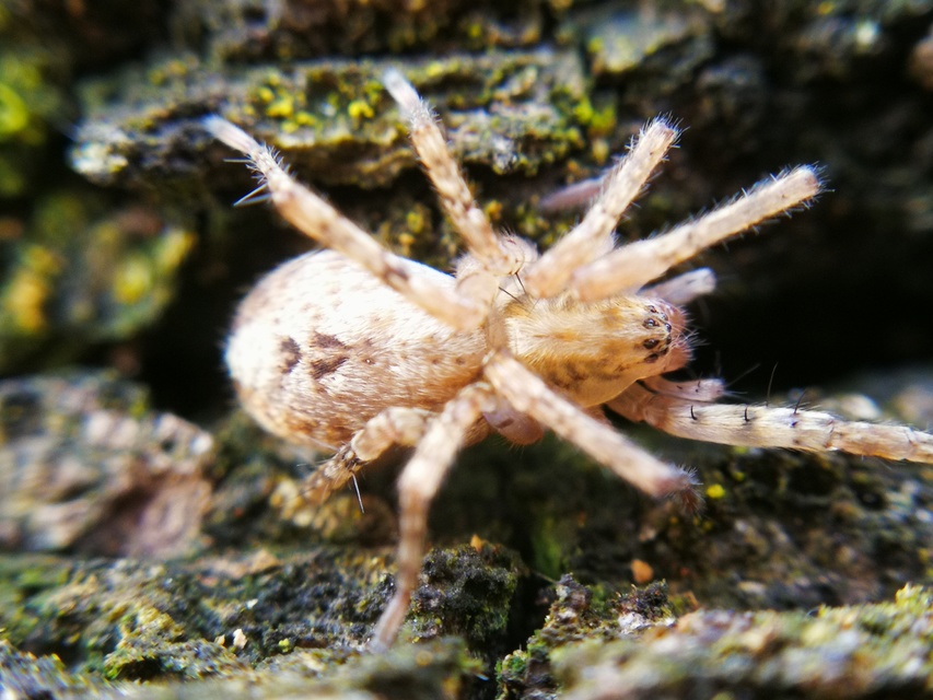 Anyphaena accentuata - jegyespók