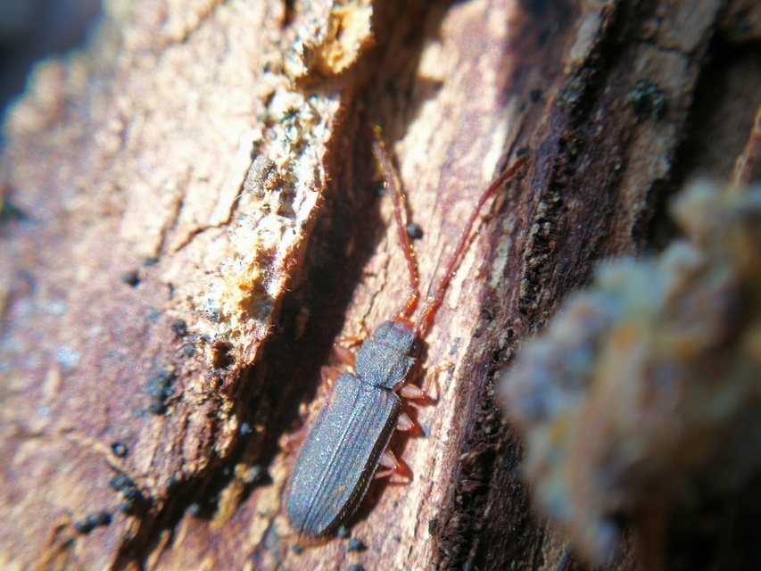 Uleiota planatus - hosszúcsápú fogasnyakú-lapbogár