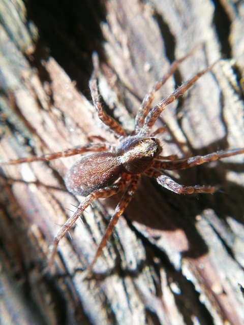 Pardosa alacris/lugubris