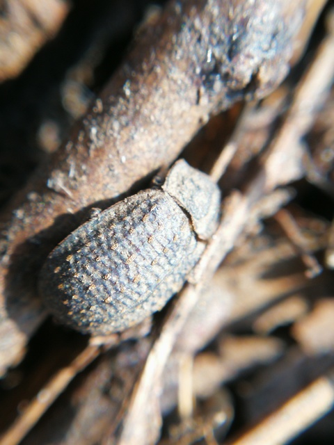 Trox sabulosus - közönséges irhabogár