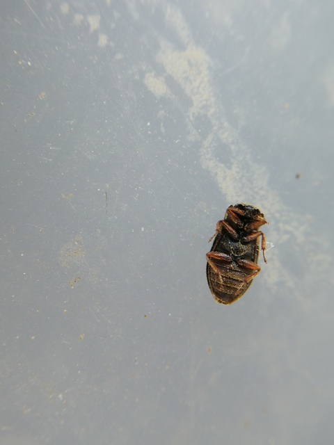 Helophorus