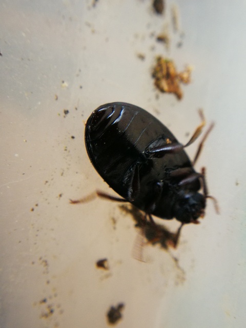 Platydema violaceum - fémkék taplóbogár