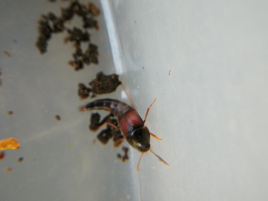 Sepedophilus marshami - közönséges pihésholyva Sepedophilus marshami - közönséges pihésholyva