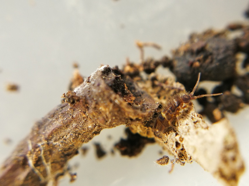 Orchesella cincta