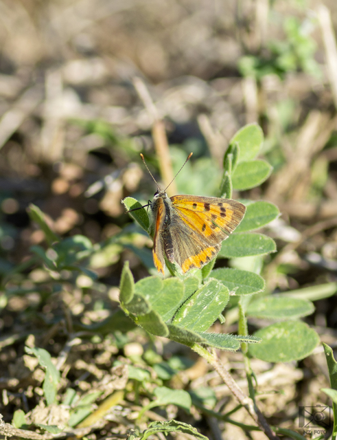 Lycaena phlaeas - közönséges tűzlepke