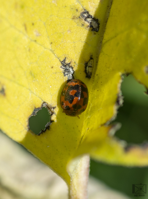 Subcoccinella vigintiquatuorpunctata - lucernaböde
