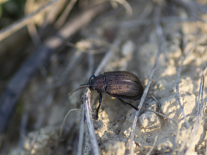 Galeruca pomonae - barna olajosbogár