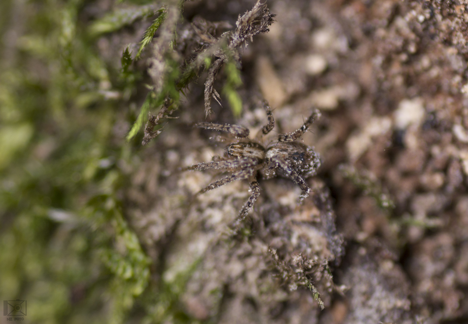 Anyphaena accentuata - jegyespók