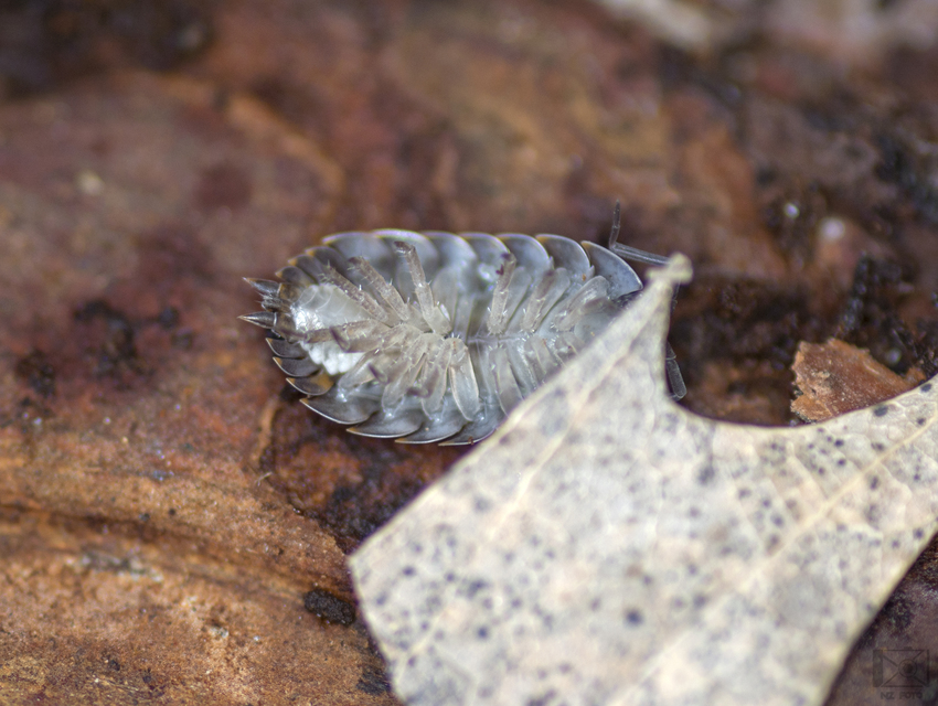Trachelipus