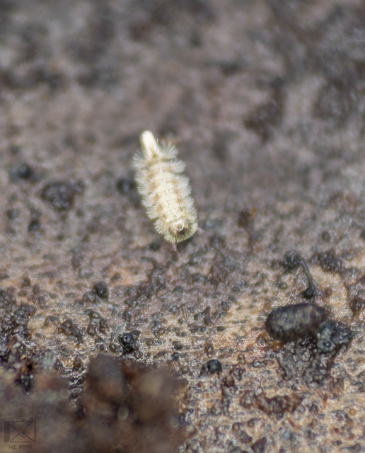 Polyxenus lagurus