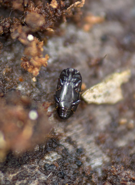 Paromalus parallelepipedus - fenyves-kéregsutabogár