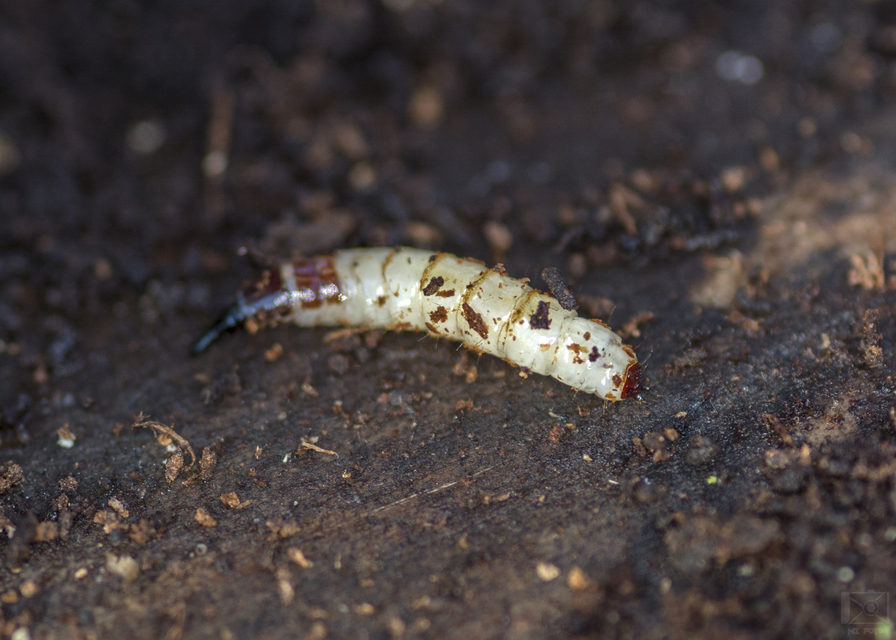 Xylophagidae
