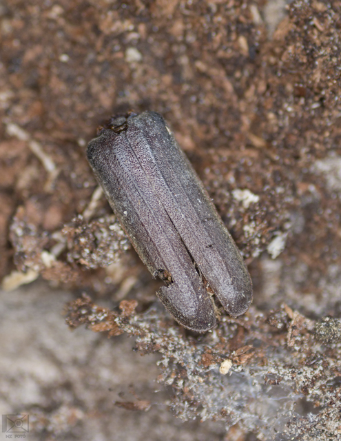 Arhopalus