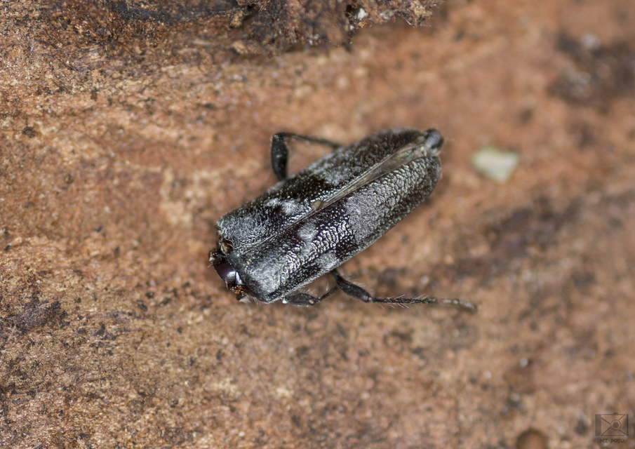 Hylotrupes bajulus - házicincér