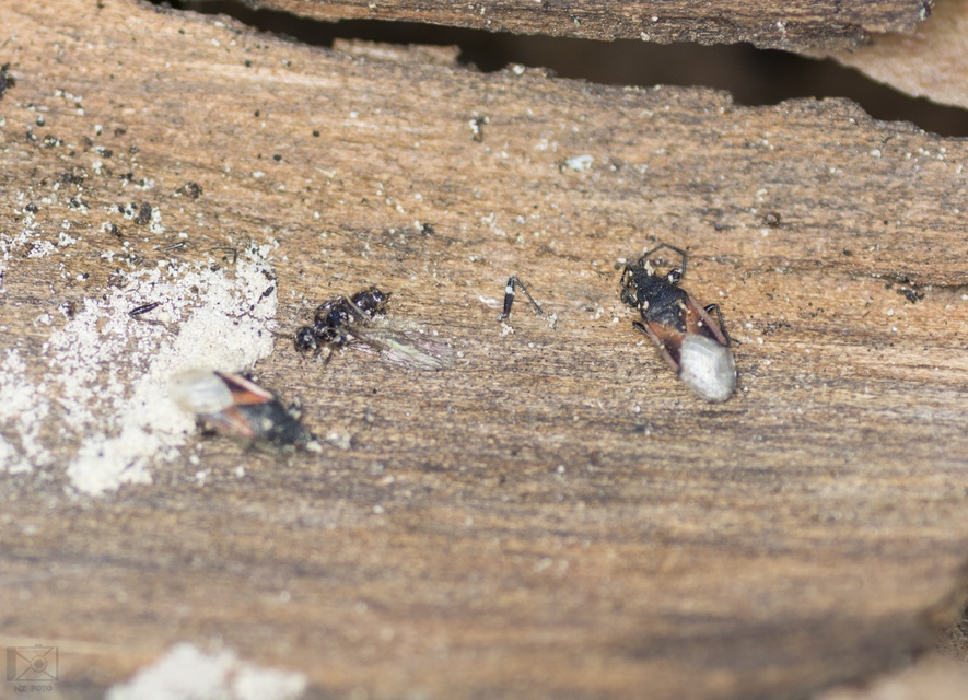 Oxycarenus lavaterae - hársbodobács