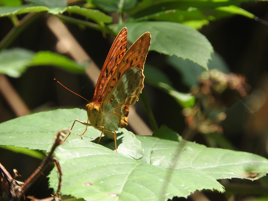 Argynnis paphia - nagy gyöngyházlepke