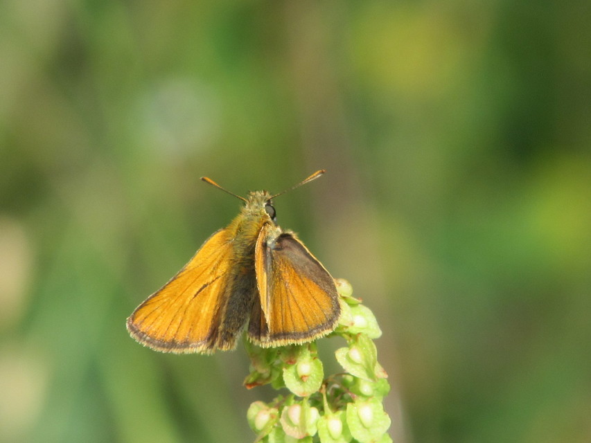 Thymelicus sylvestris - barna busalepke