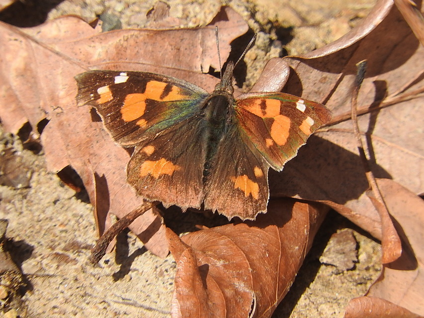 Libythea celtis - csőröslepke