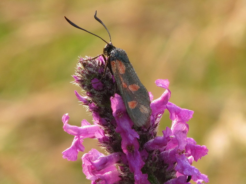 Zygaena filipendulae - acélszínű csüngőlepke