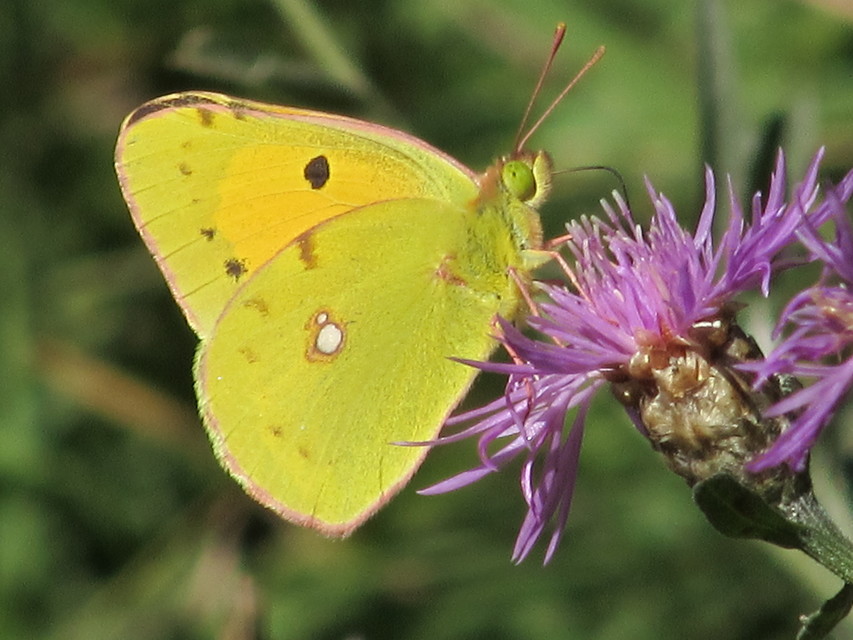 Colias croceus - sáfránylepke